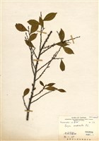 藏品(銳葉柃木)的圖片